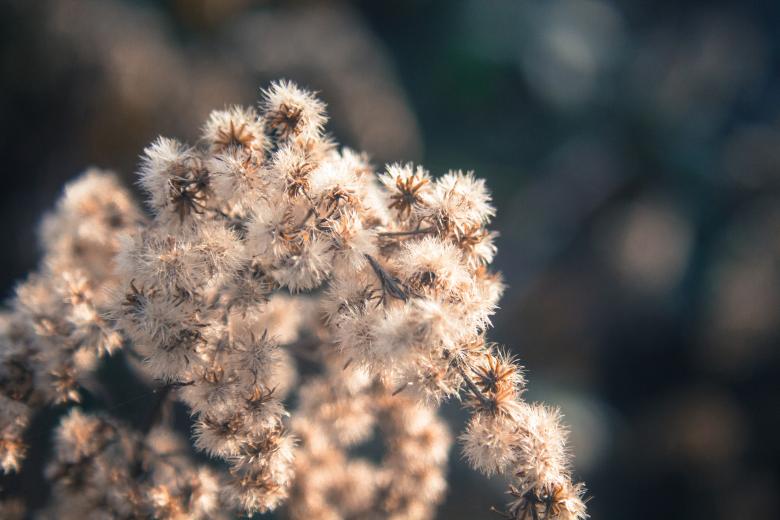 Free stock image of Dry plant created by Alen