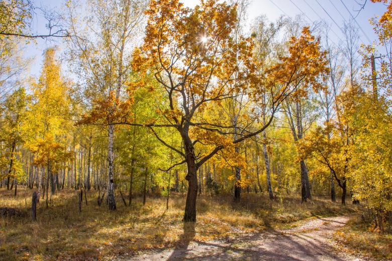 Free stock image of Sunny autumn forest created by Ivan Shidlovski