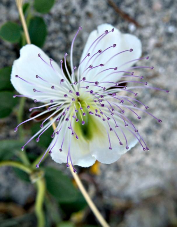 Free stock image of Alcaparronera Flower created by Felipe Lopez Ruiz