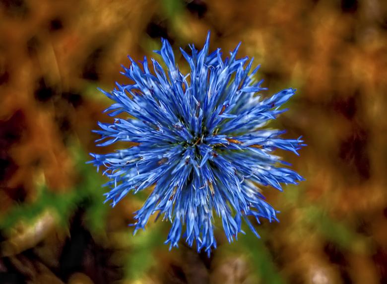 Free stock image of Blue Poppy Flower created by Felipe Lopez Ruiz
