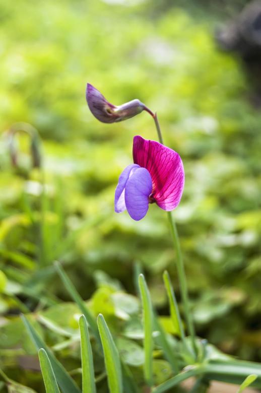 Free stock image of Delicate Pink Flower created by Felipe Lopez Ruiz