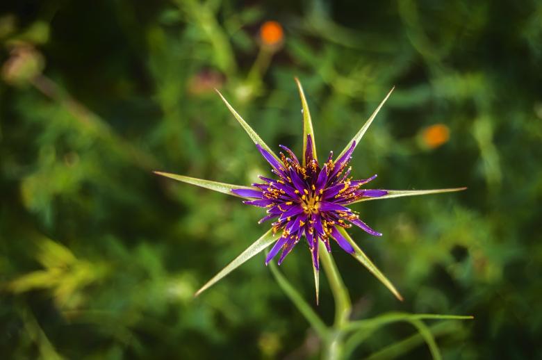 Free stock image of Star Like Flower created by Felipe Lopez Ruiz