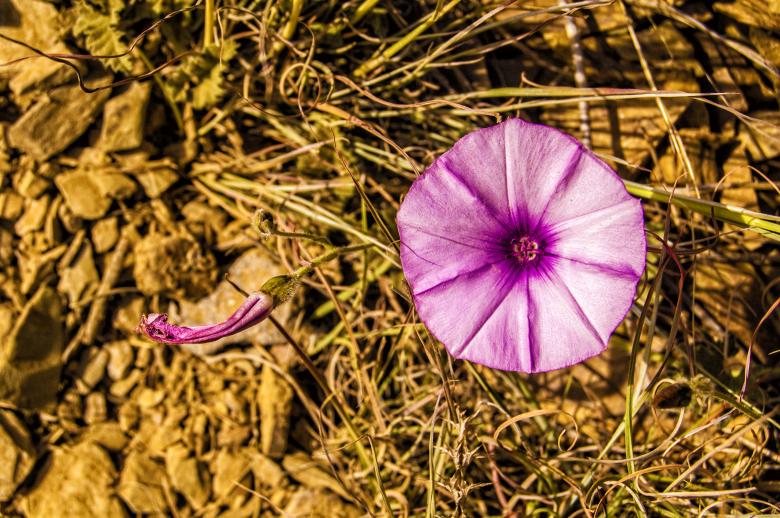 Free stock image of Pink Flower in Bloom created by Felipe Lopez Ruiz