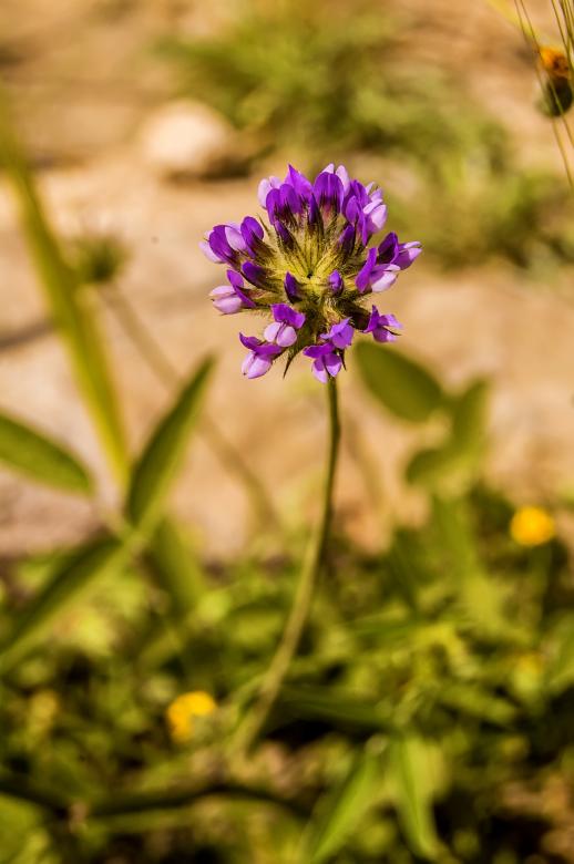 Free stock image of Purple Single Flower created by Felipe Lopez Ruiz