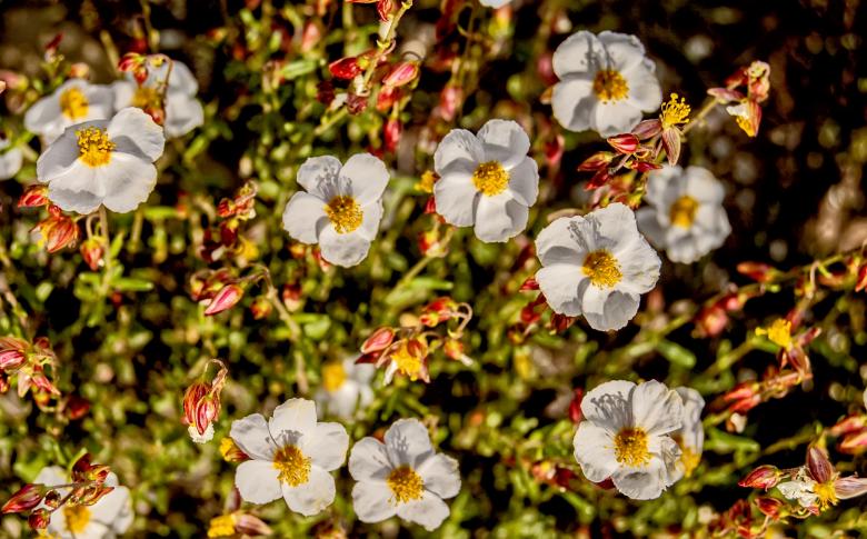 Free stock image of White Flowers Blooming created by Felipe Lopez Ruiz