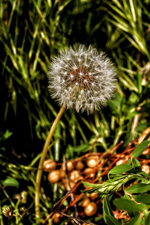 Free stock image of Single Dandelion created by Felipe Lopez Ruiz