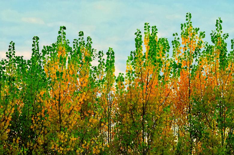 Free stock image of Poplars in Autumn created by Felipe Lopez Ruiz