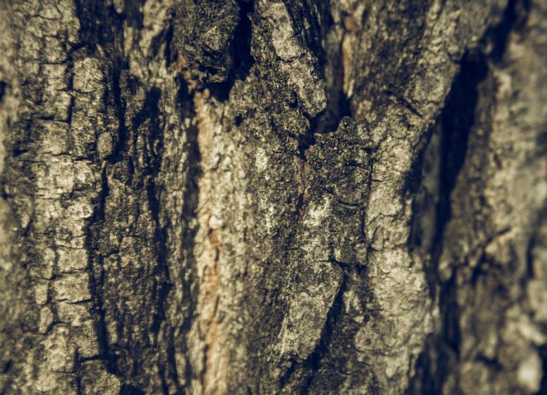 Free stock image of Tree Bark Texture created by Alen