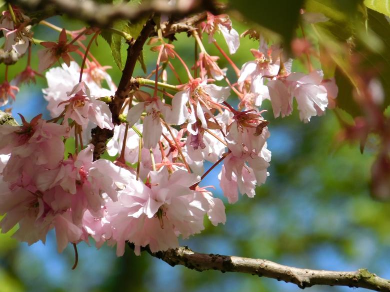 Free stock image of Blooming Branches created by Barbara Pajak