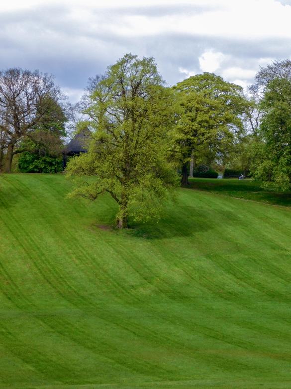 Free stock image of Tall tree in the park created by Barbara Pajak