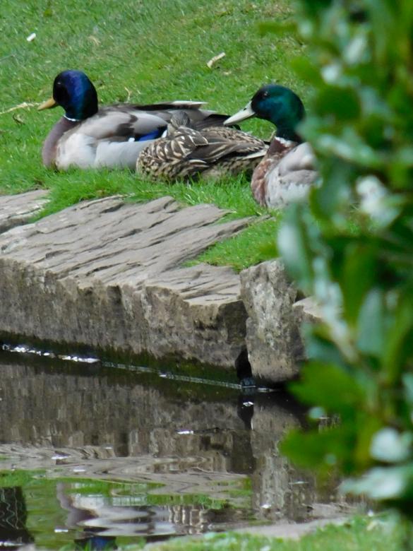 Free stock image of Ducks by the Pond created by Barbara Pajak