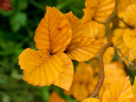 Autumn Leaves - Free Stock Photo