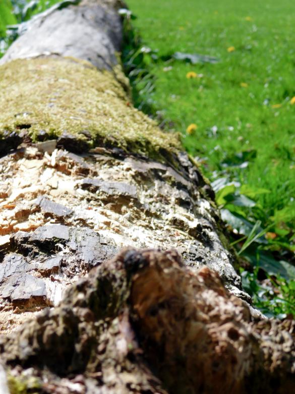 Free stock image of Tree Trunk on the Grass created by Barbara Pajak