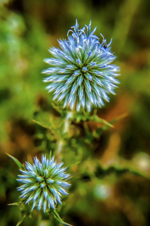 Free stock image of Blue Flower in Detail created by Felipe Lopez Ruiz
