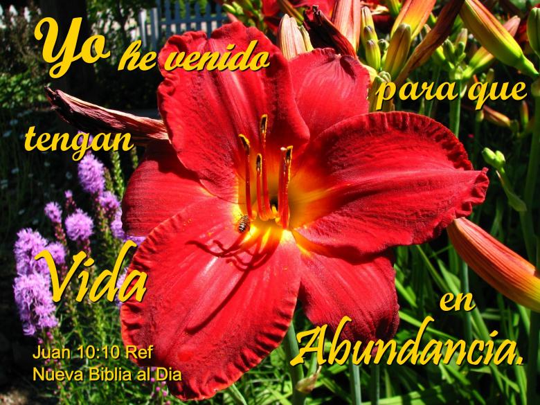 Free stock image of Vida en Abundancia created by DFNatureAwed