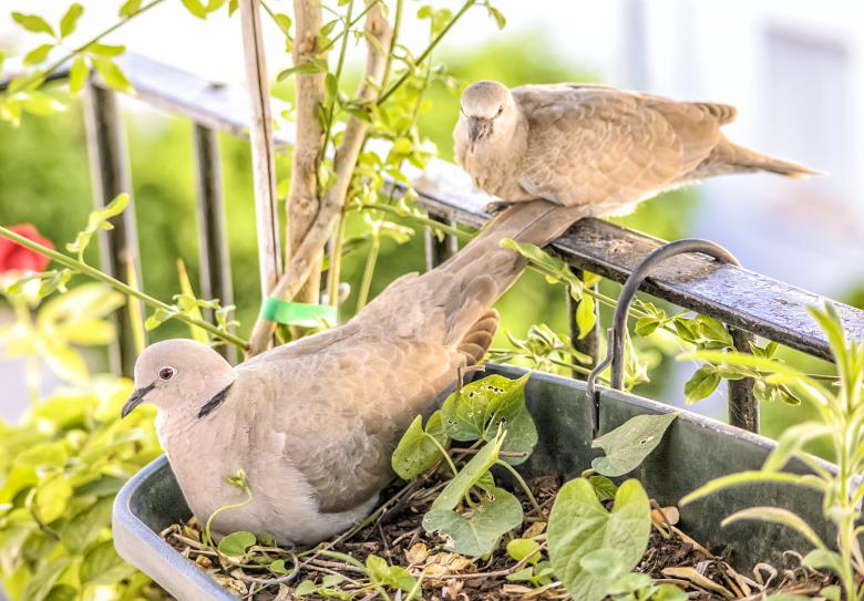 Free stock image of Turtle Doves created by Felipe Lopez Ruiz