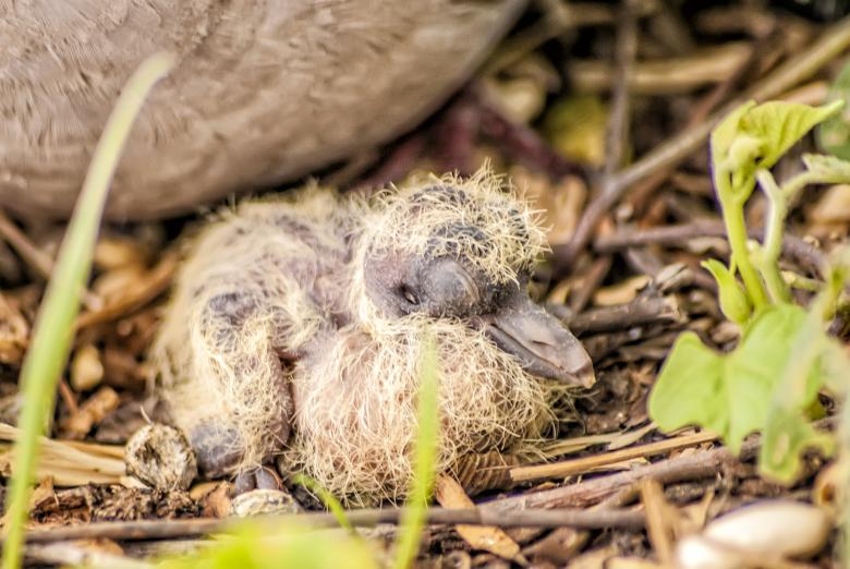 Free stock image of Pigeon Chick created by Felipe Lopez Ruiz