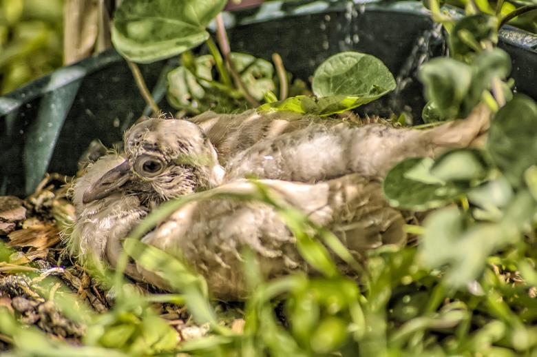 Free stock image of Turtledove Chick created by Felipe Lopez Ruiz