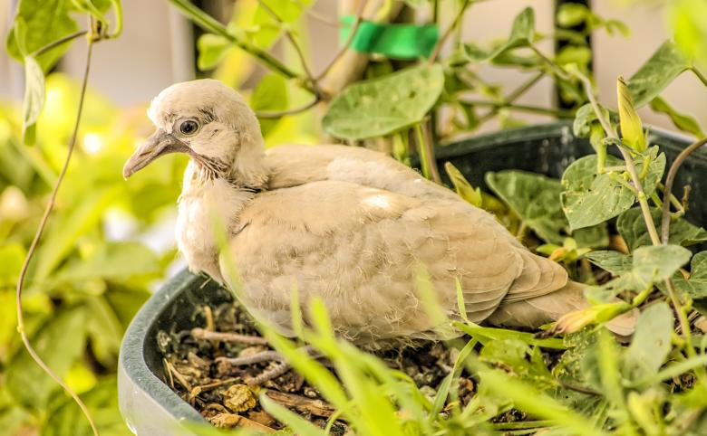 Free stock image of Turtledove Nesting created by Felipe Lopez Ruiz