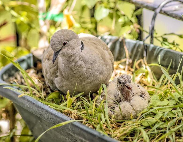 Free stock image of Turtle Doves Nesting created by Felipe Lopez Ruiz