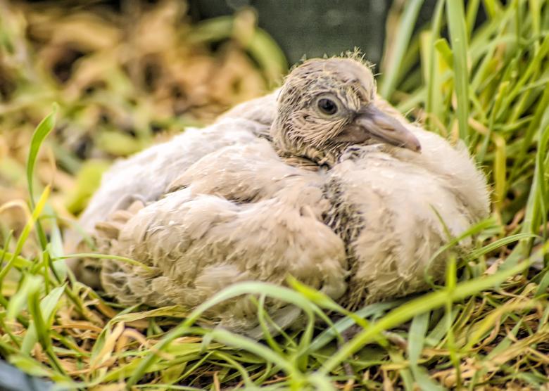 Free stock image of Turtle Dove Nesting created by Felipe Lopez Ruiz