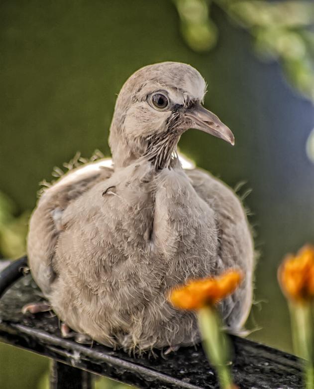 Free stock image of Turtledove created by Felipe Lopez Ruiz