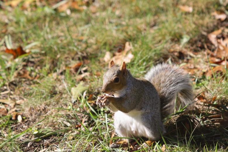 Free stock image of Grey Squirrel Feeding created by Vincent alvino