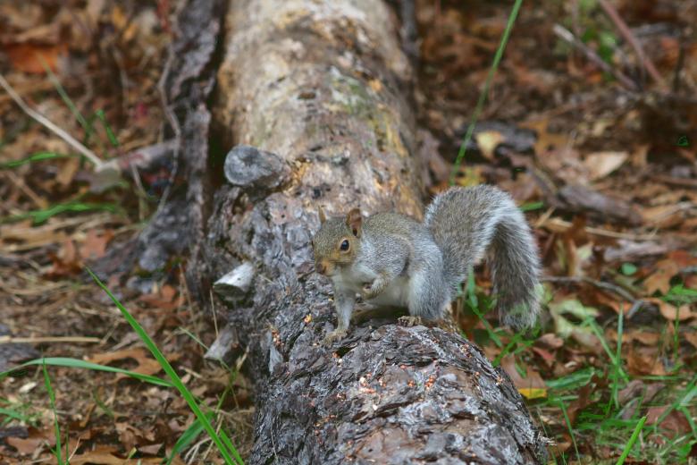 Free stock image of Grey Squirrel Feeding created by Vincent alvino