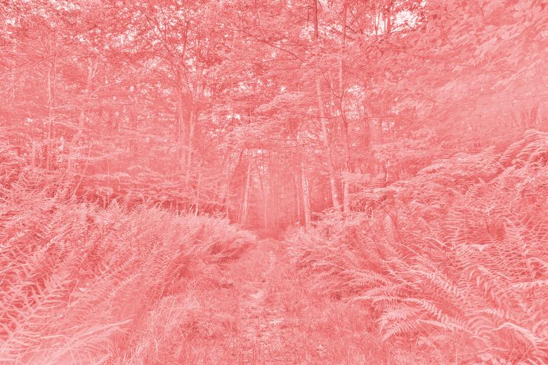 Free stock image of Pink Fern Bleach Trail created by Nicolas Raymond