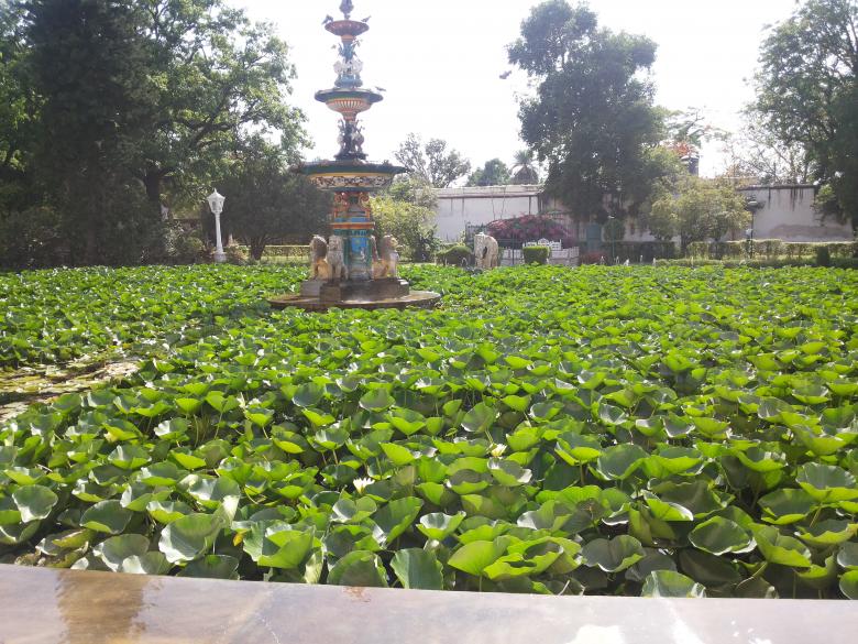 Free stock image of Udaipur- Saheliyo ki Baadi created by Arjun Chourasia