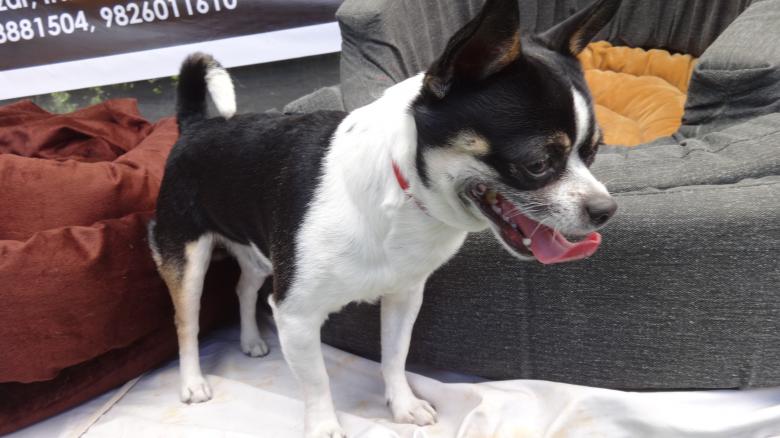 Free stock image of Dog Black and White created by Arjun Chourasia