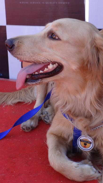 Free stock image of Dog created by Arjun Chourasia