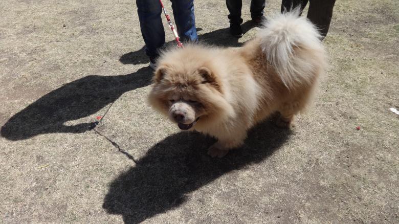 Free stock image of Dog created by Arjun Chourasia