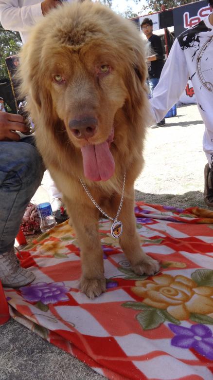 Free stock image of Large Brown Dog created by Arjun Chourasia