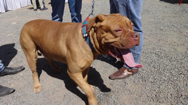 Free stock image of Brown Bulldog created by Arjun Chourasia