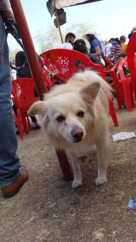 Free stock image of Small White Dog created by Arjun Chourasia