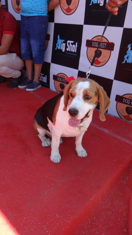 Free stock image of Dog Multi Coloured created by Arjun Chourasia
