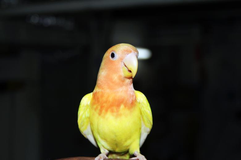 Free stock image of Cute Yellow Lovebird created by Ramkumar