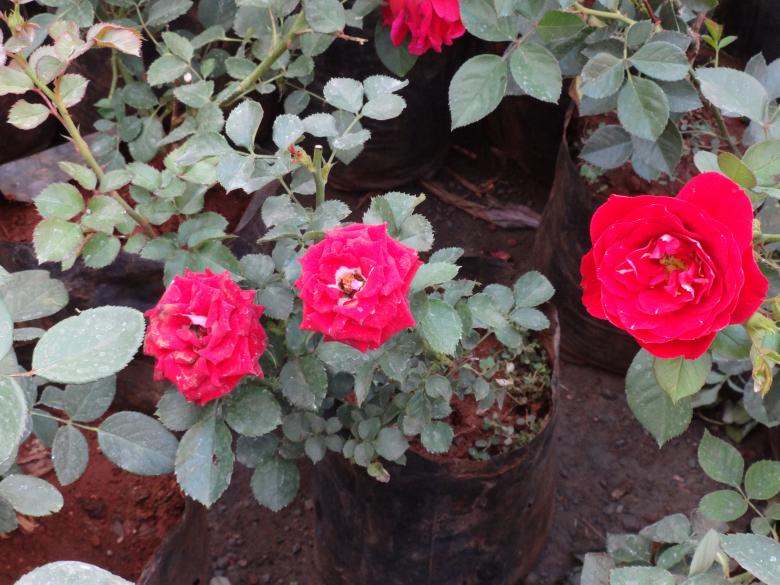 Free stock image of Red Roses created by Arjun Chourasia