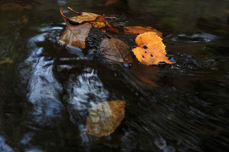 Free stock image of Autumn Leaves in Stream created by Geoffrey Whiteway