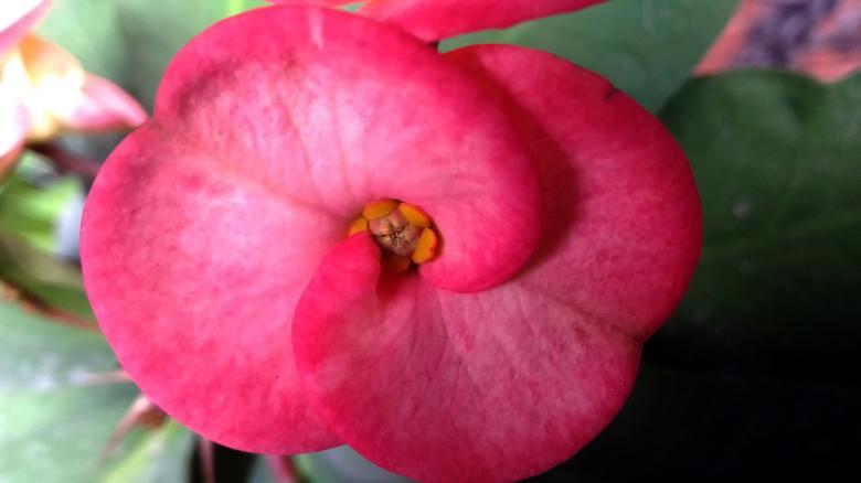 Free stock image of Red Anthurium created by VIJOY M ALEXANDER
