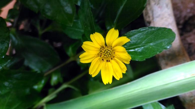 Free stock image of Calendula Flower created by VIJOY M ALEXANDER