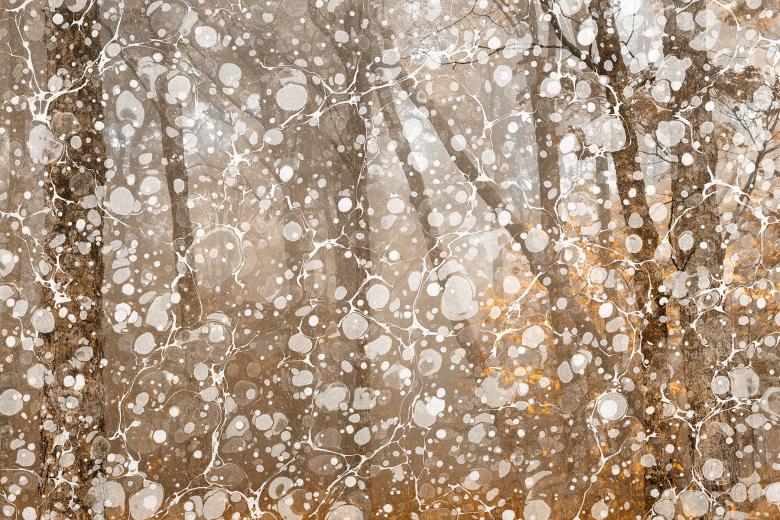 Free stock image of Marbled Forest Blizzard - Spruce Knob created by Nicolas Raymond