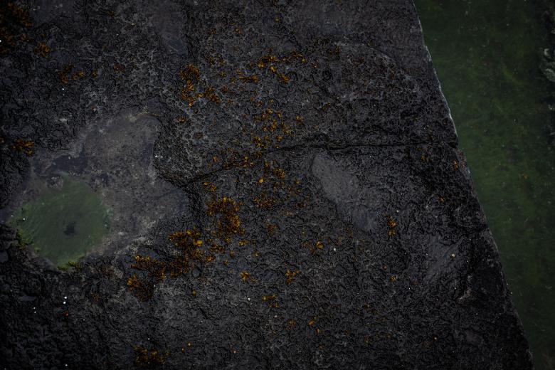 Free stock image of Rocks with Seaweed Texture created by Free Texture Friday