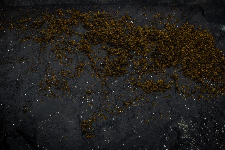 Free stock image of Seaweed Texture created by Free Texture Friday