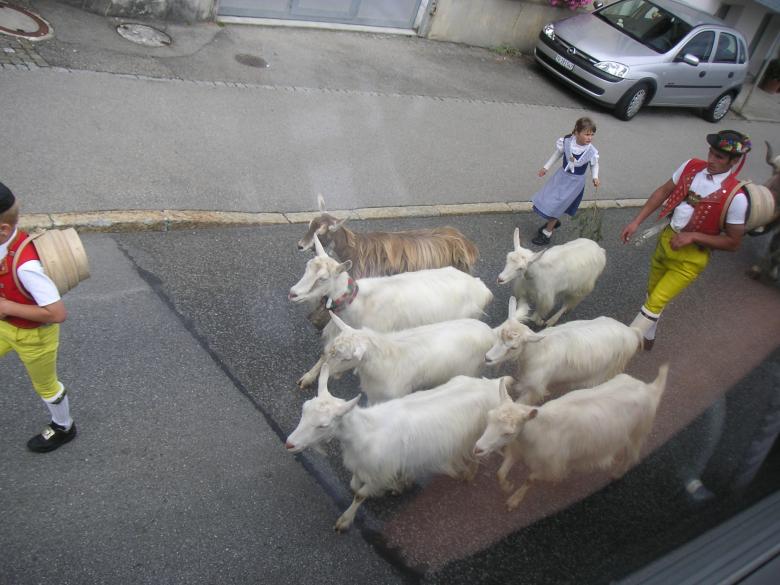 Free stock image of Cows in Switzerland created by VIJOY M ALEXANDER