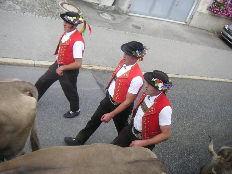 Free stock image of Swiss Shepherds created by VIJOY M ALEXANDER