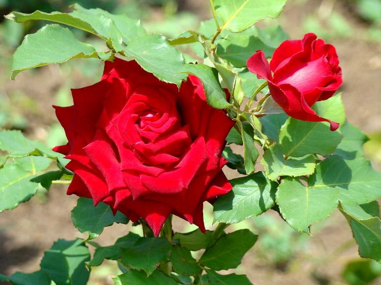 Free stock image of Bright red rose created by Katerina