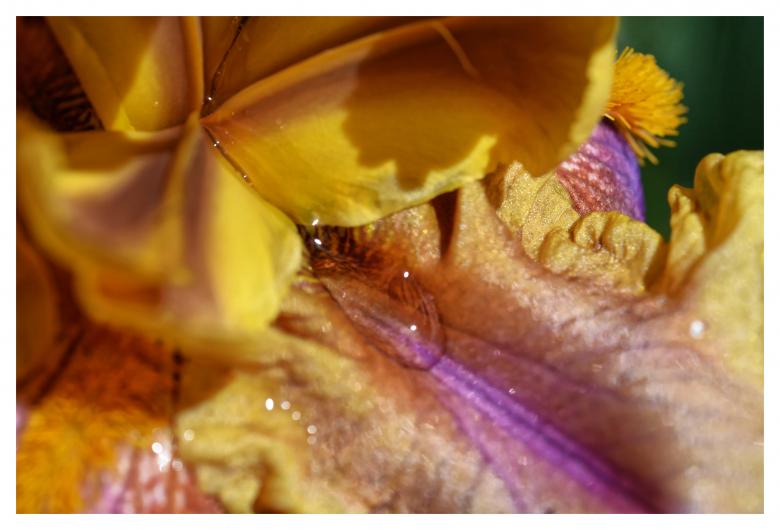 Free stock image of Iris created by CHRISTIAN HEMBERT