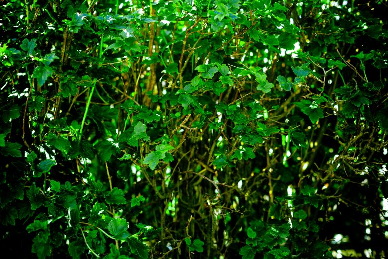 Free stock image of Green Organic Bush Texture created by Free Texture Friday